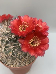Lobivia thionantha Ferrari pot 12 Fiore Rosso Verde Spine Bianche - Imagen 1 de 6