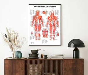 HUMAN THE MUSCULAR SYSTEM DIAGRAM CHART MUSCLES PRINT ANATOMICAL Human muscle - Picture 1 of 2