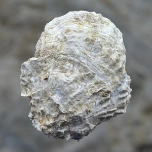 Fosil OSTREA LAMELLOSA(BRACCHI) El Ejido, Almeria - Foto 1 di 5