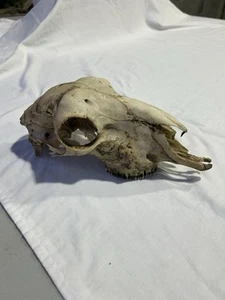 Goat Head Taxidermy Hunting Goat Skull Bright Victoria AUSTRALIA 25cm FAST POST - Picture 1 of 6