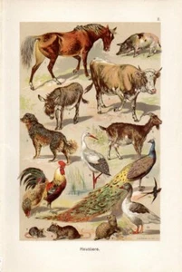 1899 MARTIN CHROMO domestic animals: horse, pig, chicken, peafowl, stork, dog .. - Picture 1 of 3