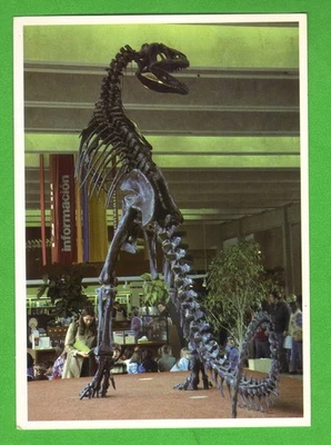 Vintage Postcard – Allosaurus Skeleton Exhibit at California Academy of Sciences - Image 1 of 2