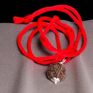 6 Pendenti Mukhi Rudraksha | Perla Nepalese Naturale Certificata per Puja e Meditazione - Foto 1 di 8