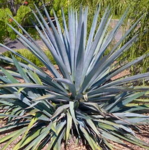 Agave tequilana - - agave da tequila (Blue Agave) ** no variegata - Foto 1 di 2
