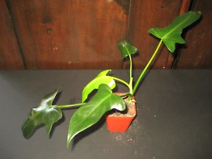SALE! Very Rare Philodendron Golden Dragon Plant Gorgeous Dragon Head Leaf - Picture 1 of 15