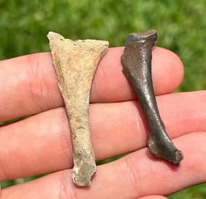Florida Fossil Duck Bones LOT OF 2 Bird Avian Rare Pleistocene Ice Age - Picture 1 of 14