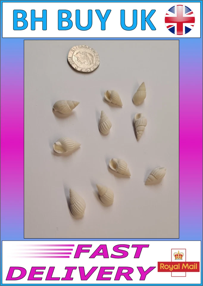 10 x WHITE AQUARIUM SNAIL SHELLS DECORATION CRAFTS HERMIT CRAB CERITH (M02)