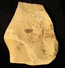 EXTINCTIONS- HUGE SWARM OF RARE EOCENE INSECT FOSSILS - GREEN RIVER FORMATION!