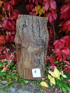 Eichenholzbrett Holzbrett Rustikale Eichenbohle Eiche mit Rinde Länge 59cm Nr 8 - Bild 1 von 1