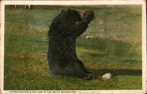 ¿Es la prohibición un fracaso en las Montañas Blancas? POSTAL Black Bear 1927 - Imagen 1 de 2