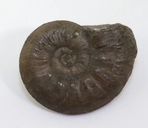 Ammonit, Pleydellia misera, Jura, Toarc, Tongrube Weid, Solothurn, Schweiz-k268 - Picture 1 of 4