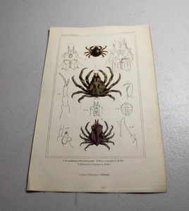 Impresiones a color de animales CUVIER 1837 ~ CANGREJO ARAÑA, más otros dos tipos / B - Imagen 1 de 1