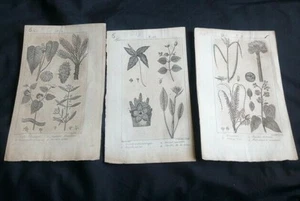 Grabados Botánica: Arroz Recortados, Roucouyer Para Tinte, Salspareille Virginia - Bild 1 von 4