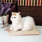  Mini Chat Mignon Figurines Ornements Animal Figurines Collection Jouet Bureau à