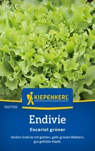 Endivie * Escariol grüner * MHD 01/29 Herbst-Endivie Kiepenkerl Samen 1007700 - Bild 1 von 3