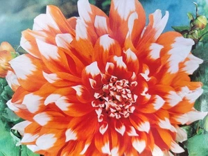 Dahlien-Knolle, Sorte "Preferences", 1 Stück - Bild 1 von 2