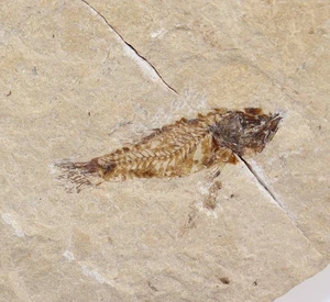 Fisch, Montepostalia annamariae, Tertiär, Eozän, Monte Bolca,Verona,Italien-m196 - Picture 1 of 4