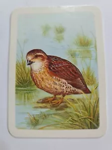 Australiana bird studies card - # 380 - free postage - lot 259 - Picture 1 of 2