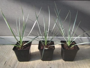 Yucca rostrata - Winterharte Pflanze 20-30cm - bis -23°C - Bild 1 von 6
