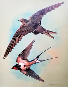 SWIFT AND SWALLOW IN FLIGHT... VINTAGE 1960s PRINT OF A PAINTING BY BASIL EDE - Picture 1 of 2