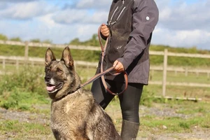 Libby's Air-Web Multi-Lead HUNDEBLEI / TIERBLEI  - Bild 1 von 5