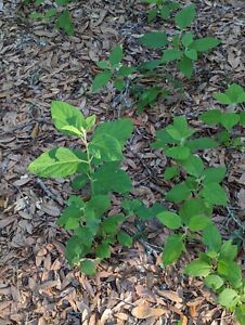 4 Beauty Berry Bush Live  Plant Cuttings No Roots: You Root Propogate