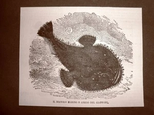 Incisione del 1866 Pesce Diavolo marino o Ankoo del Giappone - Picture 1 of 1