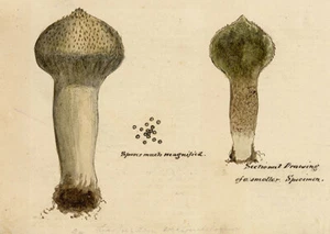J.R.C., Pestle Puffball Fungus – Original 19th-century mycology drawing - Picture 1 of 3