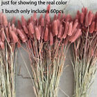 60pcs Salvia Grass Bunny Tails Bouquet Stem Dried Flowers Plant Wedding Decor