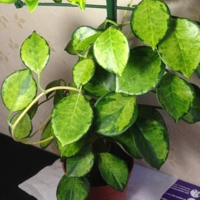 1 PIANTA HOYA AUSTRALIS LISA FIORE DI CERA VASO 12CM Perenni - Immagine 1 di 2