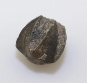 Blastoid, Pentremites godoni, Karbon, White County, Tennessee, USA -L356 - Picture 1 of 5