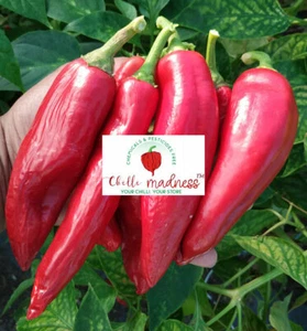 Chilli Navaho Early High-Yielding Pepper Sustainably Grown in Australia 10 Seeds - Picture 1 of 3