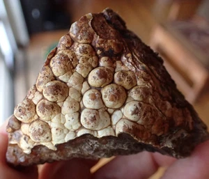Botryoidal Fossil Coral Geode Fragment GA Agate Cabbing Specimen Marine WC52 - Picture 1 of 6