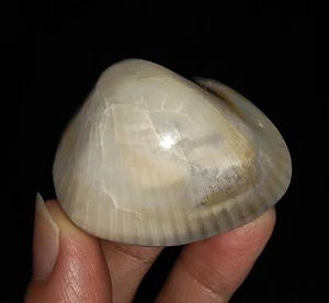 002, FÓSIL DE CAPARAZÓN DE MAR, ALMEJA AGATIZADA, BIVALVO DE JAVA, INDONESIA, 42 MM - Imagen 1 de 7