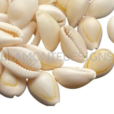 20 Pcs Natural Cowrie Shell Beads Jewellery Craft Beach Sea Cowry Shells A1