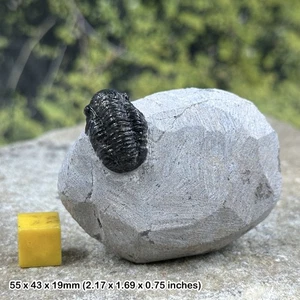 Gerastos Trilobit Fossil Marokko Devonian FSE198 ✔100 % Original - Bild 1 von 1