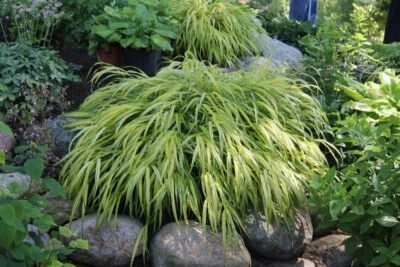Hakonechloa macra 'Aureola' - Hakone Japanese Forest Grass *Live Plant - Image 1 of 4