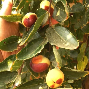 T809A Li Jujube Mature Tree 5Gallon Pot Flowering 36" Plant Grafted Fast Growing - Picture 1 of 4