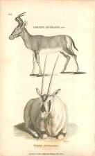 1801 White Antelope And Cervine Antelope Engraved Mammal Plate - Shaw