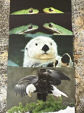 Vintage National Audubon Society Postcard Lot of 4 - Frogs, Bald Eagle & Otter