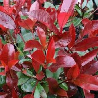 VIVAIO GARDEN FOREST photinia red robin h 120cm piante per siepi in vaso foto reali