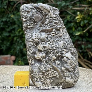 Pentacrinites Crinoid Star Slab Fossil Jurassic Coast Charmouth Lyme Regis - Picture 1 of 3