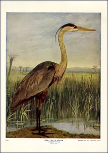 1900 Vintage Druck Großer Blaureiher Vogel Vögel Nordamerika Wald Feuchtgebiete - Bild 1 von 3