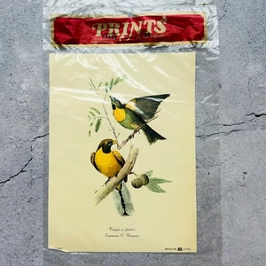 Prints by Cunningham Couraucou C. Rosseau Vintage Audubon Bird Lithograph Print - Picture 1 of 8
