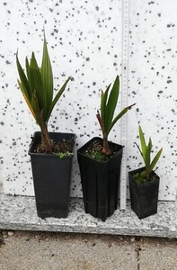 3 junge Jubaea chilensis Honigpalmen (Freilandkultur aus Deutschland) - Bild 1 von 4
