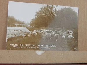 Postcard Flock of Sheep " Where Shepherds Tend their flock unposted   xc3 - Foto 1 di 3