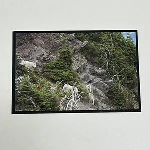 Mountain Goat Nannies and Kids Glacier National Park Vintage Postcard Unposted - Picture 1 of 2