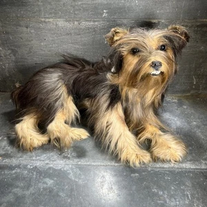 Ancienne, antique Taxidermie – Yorkshire Terrier – Milieu XXe – Cabinet curiosit - Bild 1 von 15