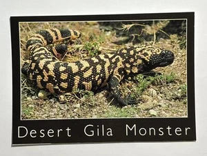 Cartolina mostro Deserto Gila Heloderma Suspectum non spedita - Foto 1 di 2
