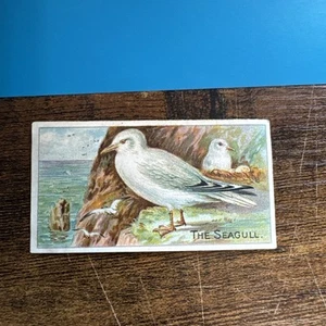 CADBURY-BRITISH BIRDS 1910 (REWARD CARDS)- COMMON GULL Rare Card - Picture 1 of 8